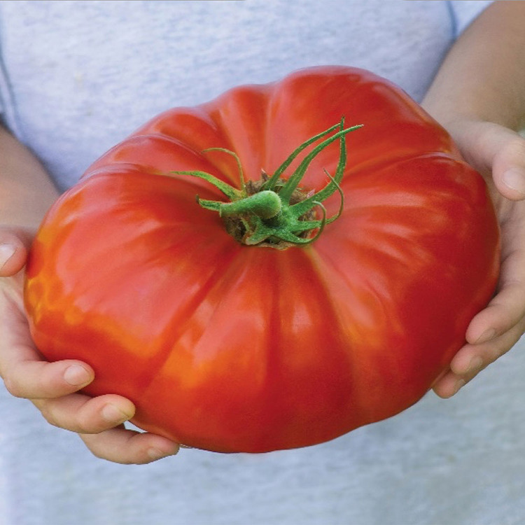 Unsere kleinen Tomaten.