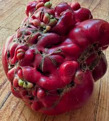 Unsere radioaktiven Tomaten.